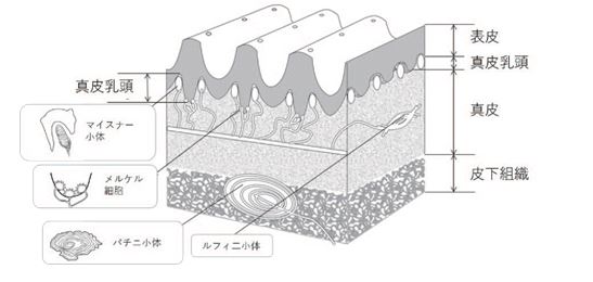 図1 皮膚断面のイラスト